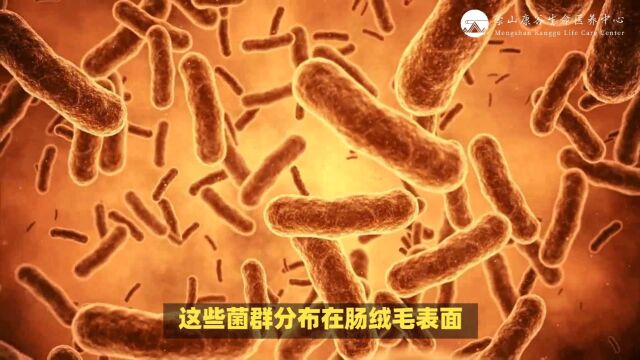 22、肠道菌群:人体健康的重要伙伴(100万亿个微生物组成肠道菌群,它们对人体健康有着重要作用)