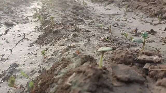 春季露天黄瓜什么时间种植最好?怎样能够出苗快长势更好,这几点一定要注意?