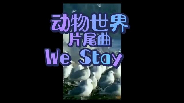 央视动物世界片尾曲We Stay