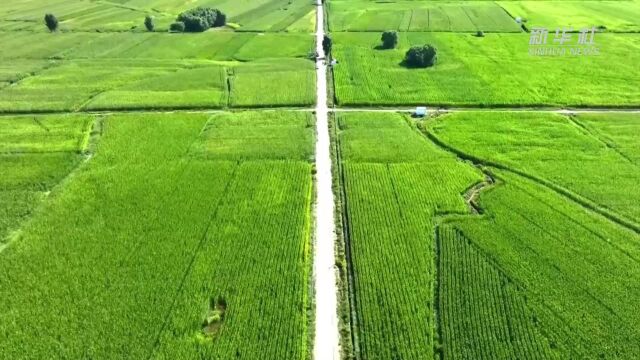 千城胜景|内蒙古土默特左旗:高标准农田建设让粮田变“良田”