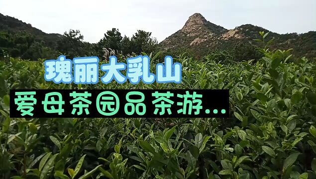 瑰丽大乳山 爱母茶园品茶游...