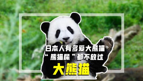 在国外最惨的熊猫，丫丫！不知道她回国后，四川人会不会哭