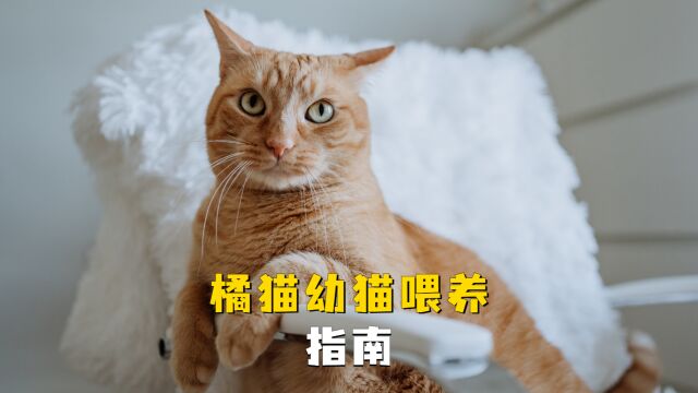 幼猫喂养指南?新手养猫必看!