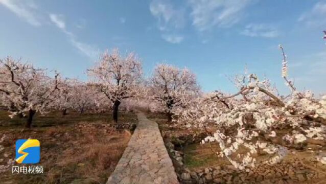 太壮观!临沂蒙阴百年杏园迎来盛花期