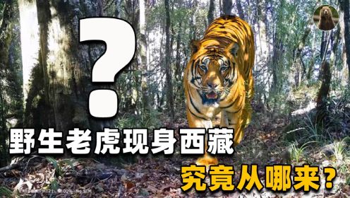 时隔近20年，西藏地区终于再次出现野生老虎！它会在这里定居吗？