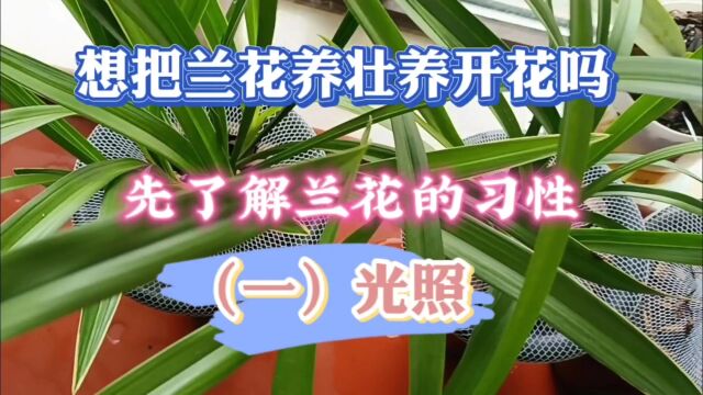 想要把兰花养壮养开花先要了解兰花生长习性(一)光照管理