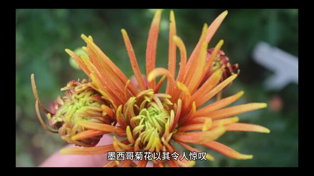 墨西哥菊花