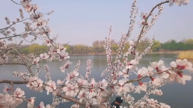 3月正是桃花盛开的季节,走进圆明园,欣赏满树桃花