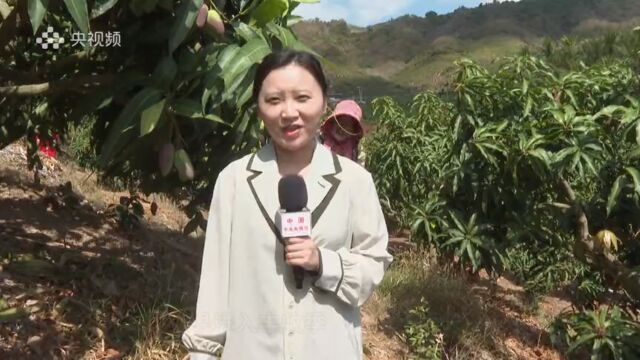 海南三亚:芒果进入丰收季 “博士村长”来帮“芒”