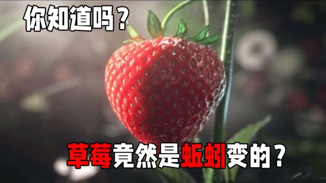 活久见 草莓竟然是这样来的?