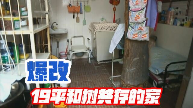 大树矗立在房屋中间,老树与屋主共住半辈子,设计师上门直接看呆