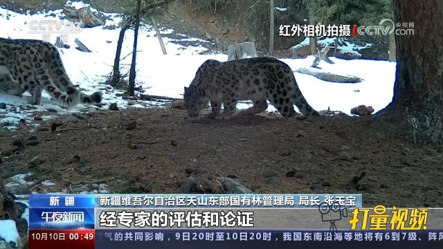 新疆中东部地区雪豹专项调查:天山中东部地区或有雪豹200余只