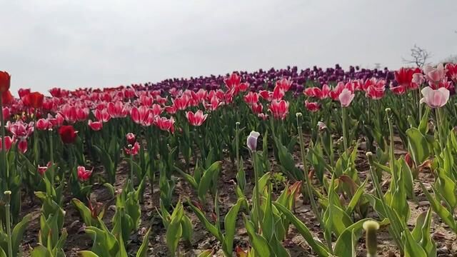 美丽宿州植物园花海