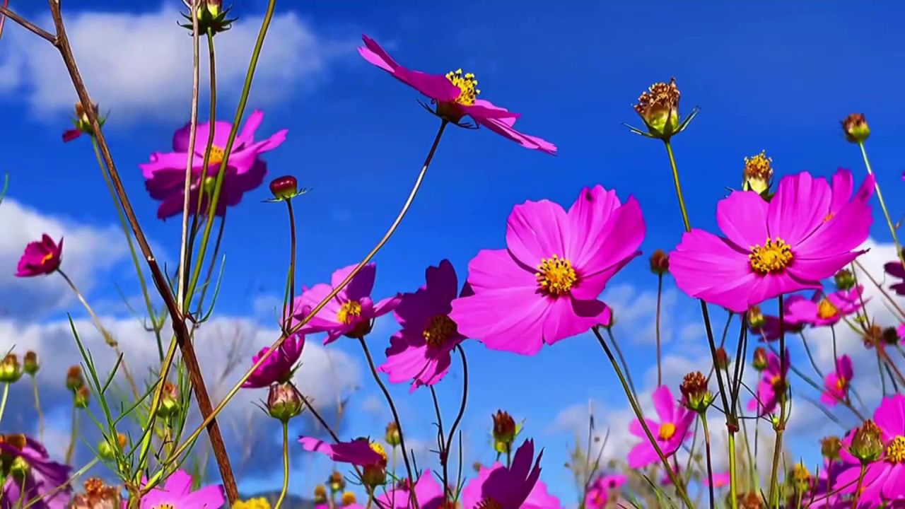 大自然风景花草美景图片