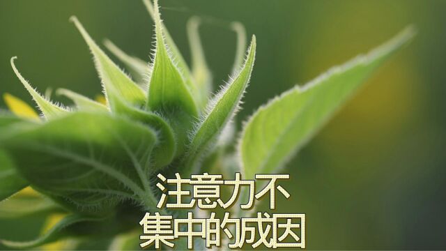 您需要了解注意力不集中的成因