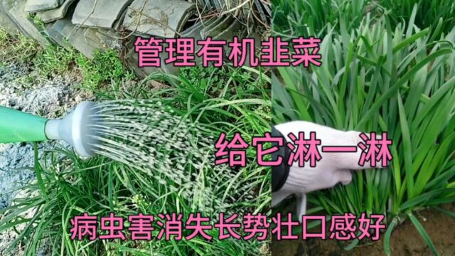 清明种韭菜如何选种?收割前叶上淋点这种水,病害消失长势好