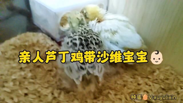 家庭小农场,体验养鸡生蛋的乐趣,芦丁鸡带沙维鹌鹑宝宝 #芦丁鸡 #芦丁鸡日常 #沙维鹌鹑种蛋 #沙维鹌鹑