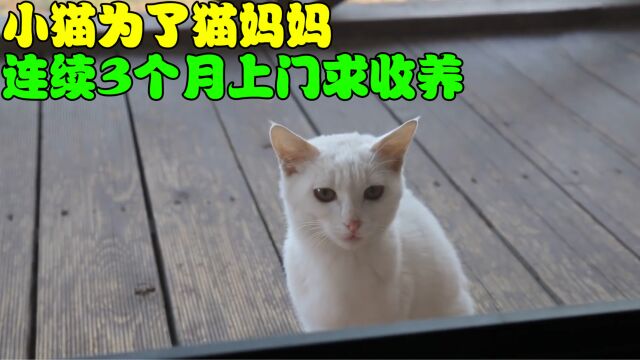 小猫为了猫妈妈,连续3个月上门求收养,即使被拒绝也不放弃!