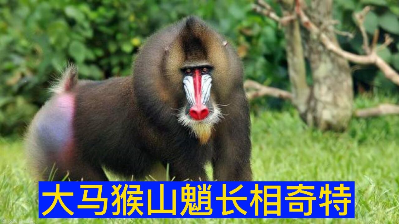 公大马猴和母大马猴是怎么交配繁殖的？看完你就知道了_高清1080P在线观看平台_腾讯视频