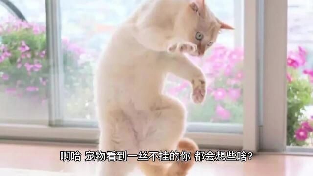 来看看chatgpt怎么回答知乎热门问题(1)