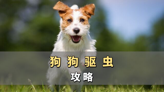 狗狗全方面驱虫攻略来了!不了解的,赶紧看看!