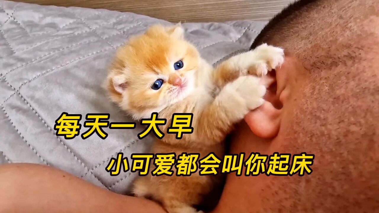 小奶猫每天咬耳朵叫醒主人，这样的小可爱，你们想带走吗？ 腾讯视频