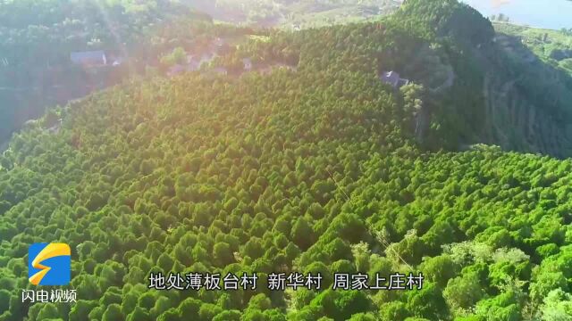 【山东好人】19年累计种植200亩 巡山7万多公里 淄博沂源护林员董京山用初心守护绿色屏障