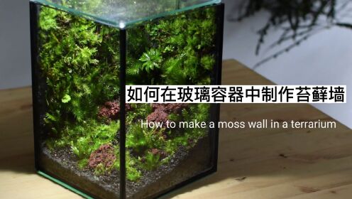 【微景观】教你如何在玻璃缸中制作苔藓墙壁！