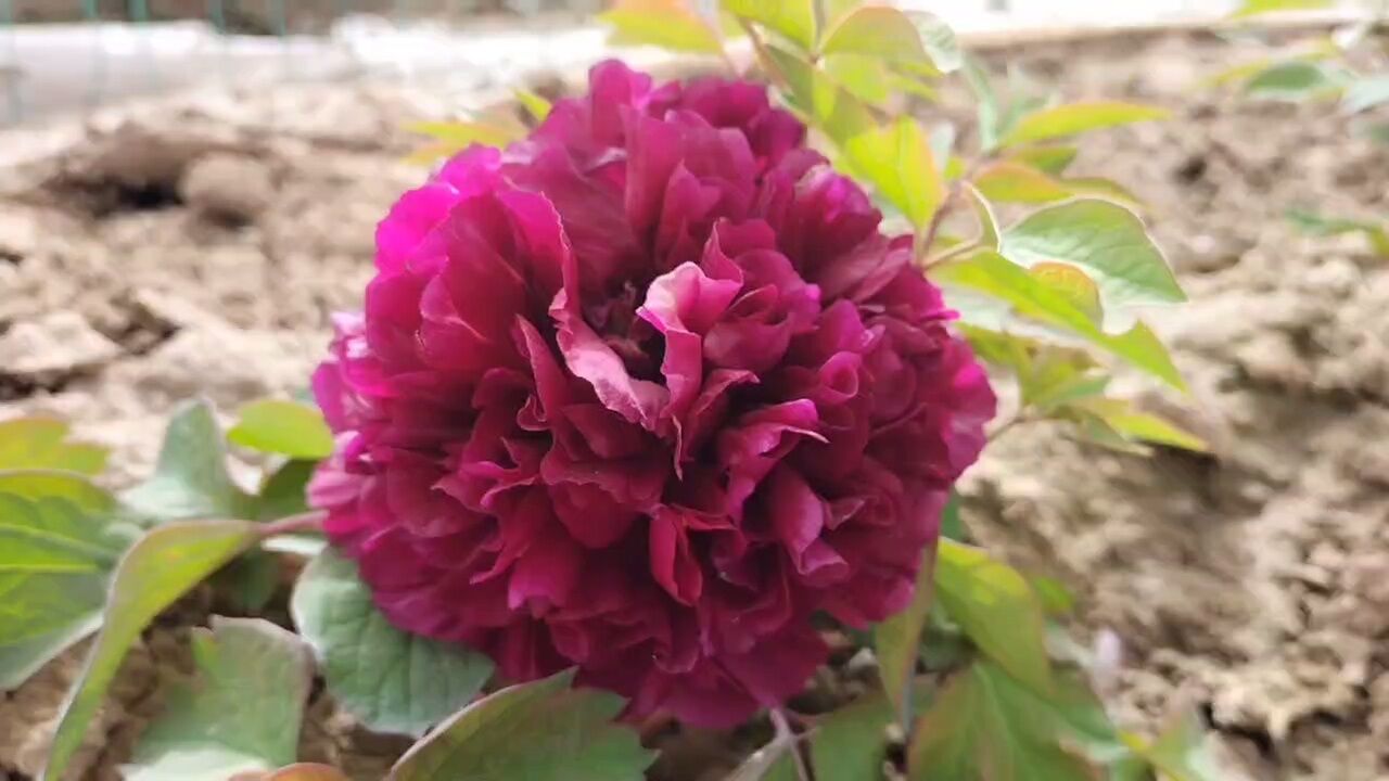 冠世墨玉牡丹花是什么样子的?花农带你看一下