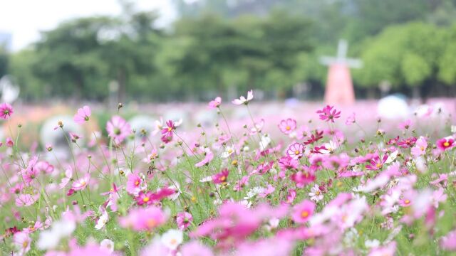 当时间走进粉红色的五月国际护士节个人展示