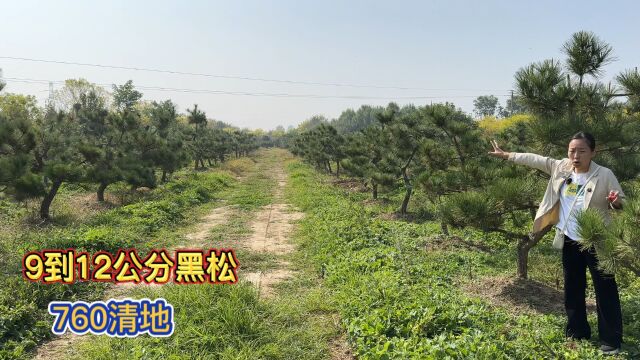 移栽三年的造型黑松,100棵着急清地,园林绿化简直就是捡漏了