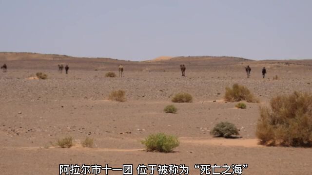 今日景点推荐:新疆十一团,让“死亡之海”变成“金山银山”.