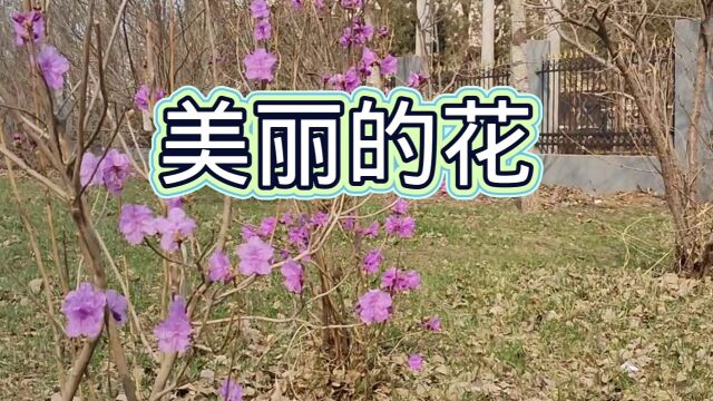 歌曲,美丽的花