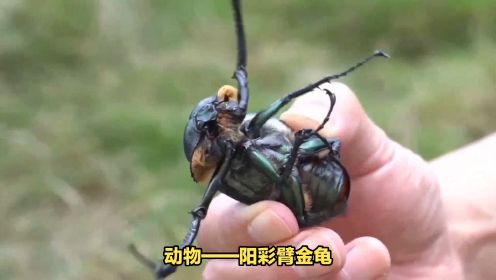 奇迹发生！小学生发现灭绝41年的珍稀甲虫！