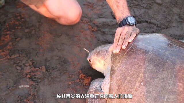 救助被一根叉子扎住的百岁大海龟