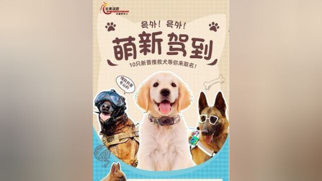 在线征名!云南消防10只小搜救犬等你来取名