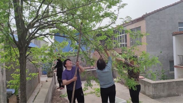 又是一年槐花香,家里的槐花开了,今天跟邻居们捋点槐花儿