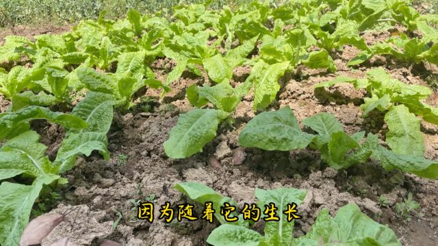 家庭种菜5月份移栽的圆叶油麦菜,气温在20度左右长势快无虫害