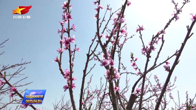 八师石河子市军垦文化桃花旅游节开幕