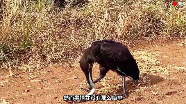 大黑鸟捕获了一条淡水花纹鳗鱼,然而它却吃得异常艰难!