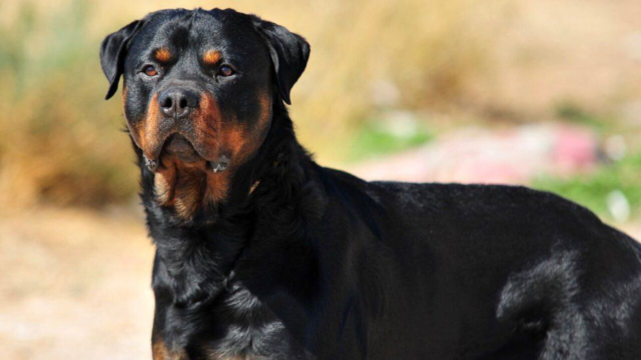 成都未禁养罗威纳犬,这种狗却被41国禁养,何以被公认第一猛犬