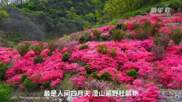 山东五莲:杜鹃花开映山红