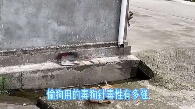 0.1毫克就能致死,毒狗针究竟有多毒?毒死之后的狗能不能吃?