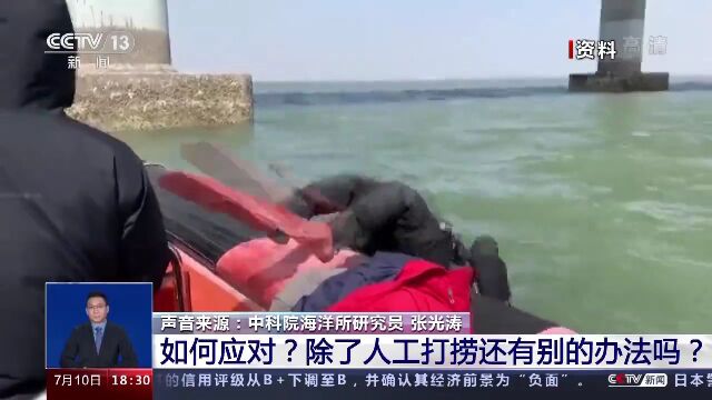 暴发!海星大规模入侵青岛胶州湾!再次泛滥成灾!网友:吃光海星…靠谱吗?