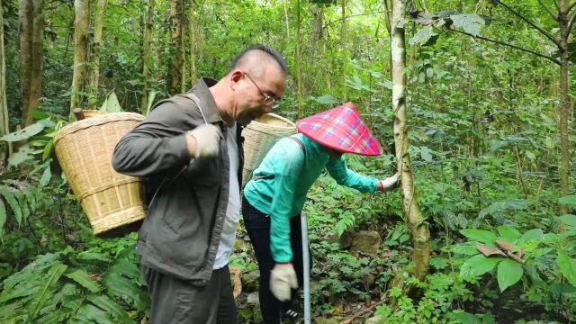 野生绞股蓝,今天采了一些,快来看看,你的家乡有没有