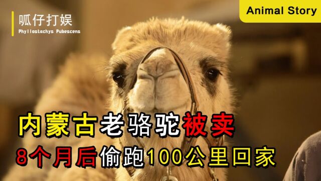 内蒙古一头老骆驼,20岁高龄被卖8个月,偷跑100公里只为回家!