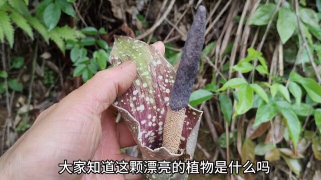 这种漂亮植物有很高的药用价值,块茎可以做成豆腐食用,你们认识吗