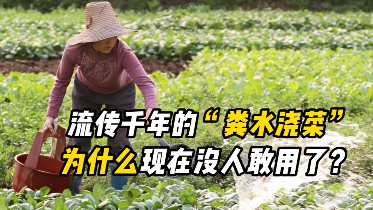 已經有了化肥,為什麼還要用糞水澆菜?真的是因為健康嗎?