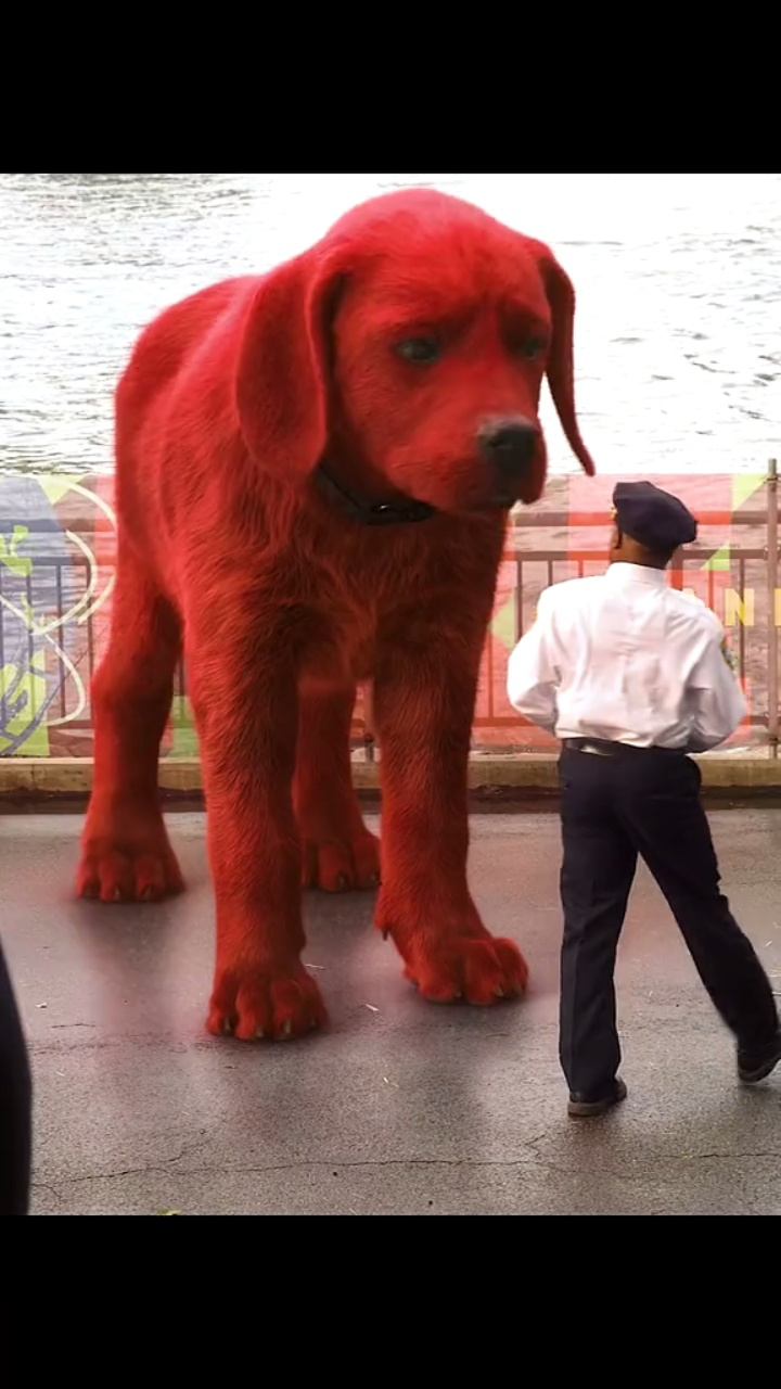 比人大的狗大家见过没?大红狗克里弗