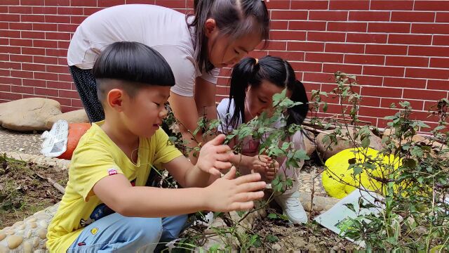 1除草除草活动